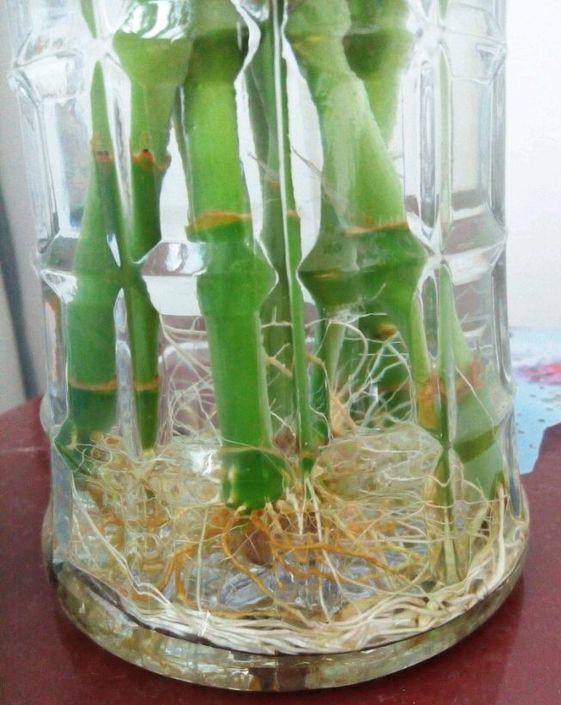 阿司匹林拆分富贵竹，如何让植物更健康
