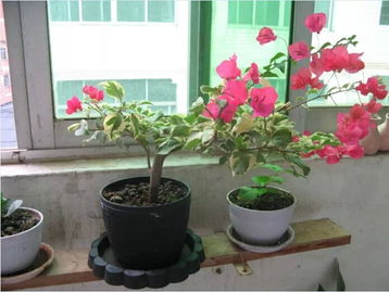 八角金盘与玉簪，春天的使者