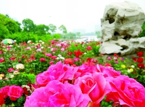 月季花语：希望、 幸福与永恒的爱