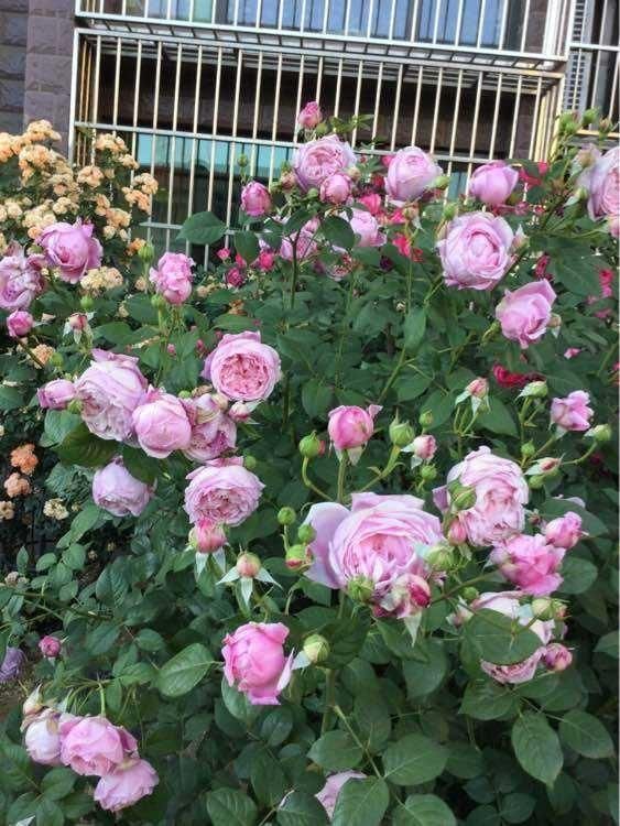 浓香月季， 香气独特