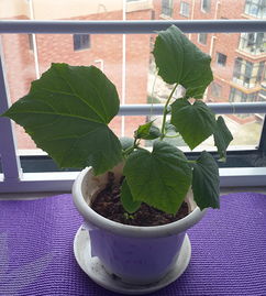 黄瓜种植技术哪家强？手把手教你种出高产黄瓜