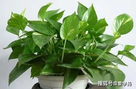 绿萝放水养，是植物呼吸不畅吗