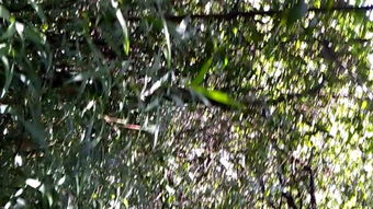 休眠期没有平安度过的植物大多数是浇水多烂根而死。