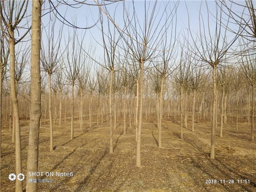 移植时注意这些细节