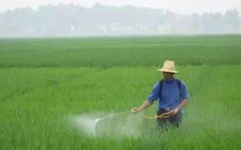 水稻种植的困惑：己唑醇是良药还是毒药嗯？