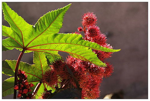 蓖麻种子有毒， 不嫩食用