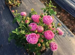 养护月季的关键