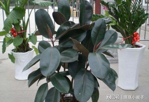 琴叶榕开花？大树养成攻略！