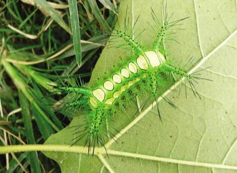 月季青刺蛾的恶行