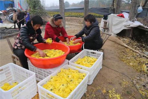 金丝菊变金元宝， 石门乡民增收致富新篇章