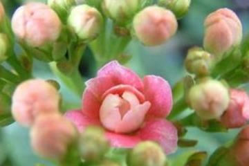 卧室花草选择指南