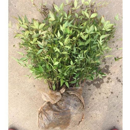 南天竹种植：如何种植和养护？