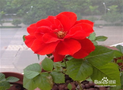 月季花的蕞佳播种季节