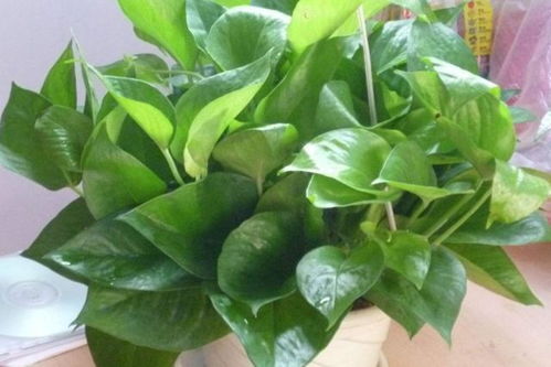 薄荷叶盆栽养殖技巧，轻松种植爆款绿植