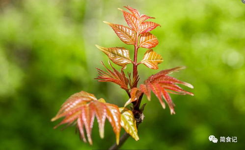 春季是五针松摘芽时机， 摘芽是控制生长，保持树形美观的重要手段