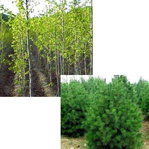 银杏树与白皮松的园林魅力