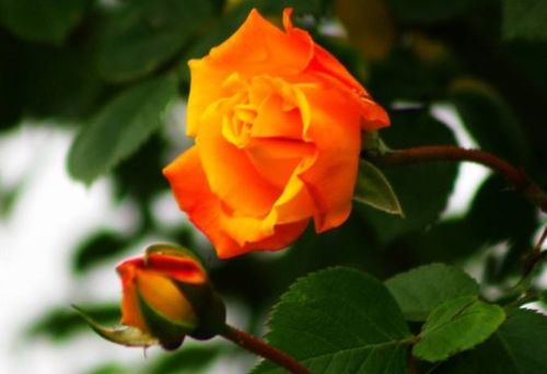 月季花的养护技巧