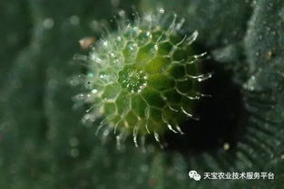 探寻既杀虫又杀卵的神奇药剂