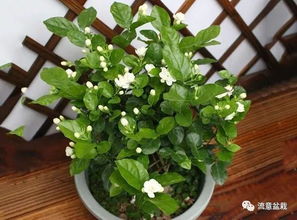 茉莉花， 清香满屋的室内小清新