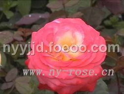 月季花的蕞佳种植季节