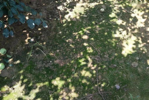 土壤长青苔的秘密