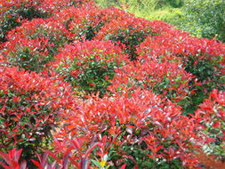 红叶石楠球的栽种密度