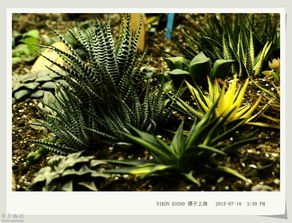 热带花卉的魅力