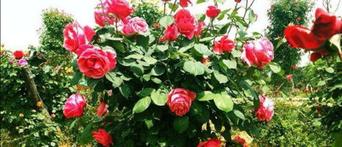 月季花， 美丽的切花品种大盘点