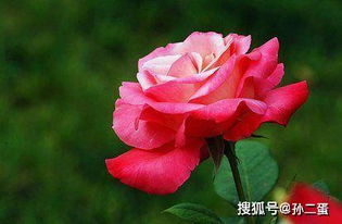 2、 给月季足够的阳光