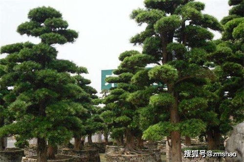 想了解罗汉松造型方法吗？