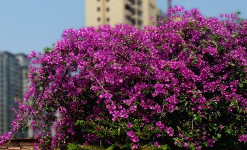 三角梅的养护技巧