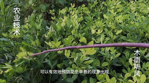 简单花生控旺期Neng不Neng用杀草药？