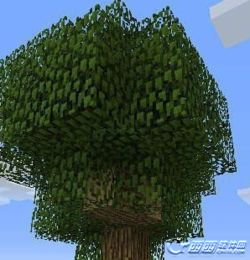 橡树的种子来自哪种橡树？