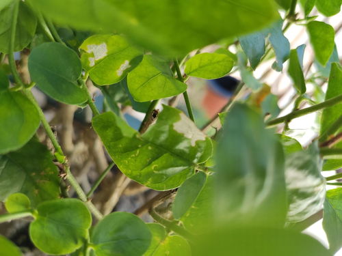 茉莉叶子干是什么？它的功效和作用有哪些