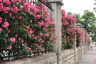 大天使月季，花开如海