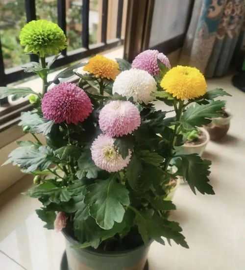 乒乓菊是一年生还是多年生植物？它能在多少摄氏度的低温下安全越冬呢
