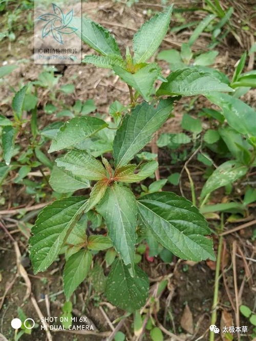苋为一年生草本，富含营养