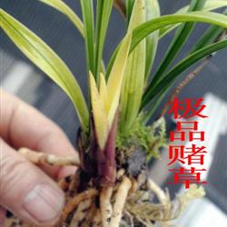 建兰烂根后如何正确处理和挽救？