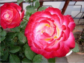 月季花园的红火之选：10款纯正红色月季推荐