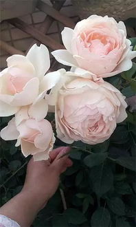 古利亚夫人月季的花瓣颜色之谜