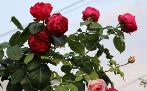 南方种植：花墙的魅力