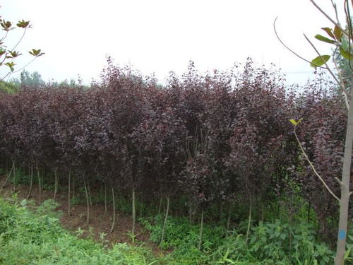 苗木市场，上半年不好过但下半年或有惊喜这个？