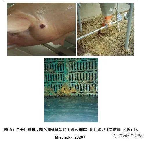 洗消流程如何确保蓝耳双阴场育肥零感染