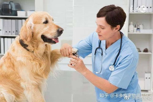 宠物到宠物诊所治疗出现死亡