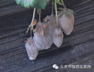 清除落叶、 病僵果，降低田间土壤带菌量