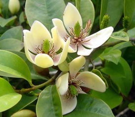 含笑花的价格之谜