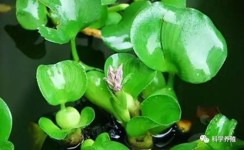 牛膝菊入侵农业：利弊并存