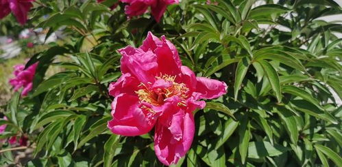 一年四季的花香飘溢