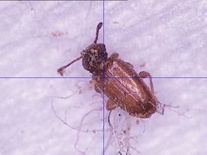 杀虫剂的奇幻冒险