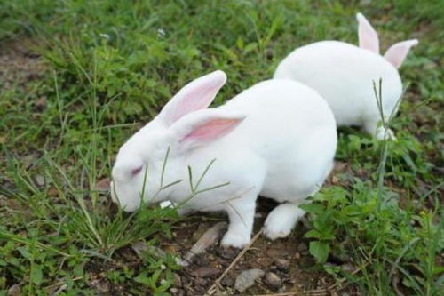 兔子耳朵开花时的美丽瞬间